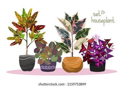 Houseplants. Botanical vector illustration.Variegated plants, multi colored leaves. Codiaeum, Ficus tricolor, Fittonia, Oxalis postcard