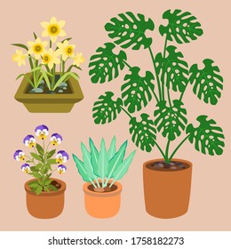 Houseplants in brown pot set. Flowering collection. Daffodils. Pansy. Monstera. Flat design. Botanical illustration.