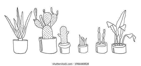 Houseplants, Cactus, Aloe And Fern. Doodle Style Drawing. Vector EPS 10