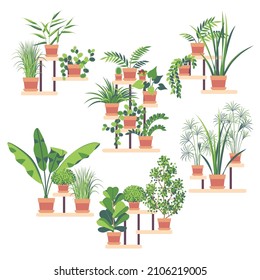 Houseplants in ceramic pots on shelves isolated on white background. Clay flowerpots vector flat illustration.