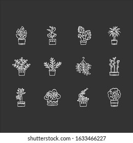 Houseplants chalk white icons set on black background. Indoor plants. Home decor. Ficus, monstera, african violet, bamboo. Peace lily, pothos, parlor palm. Isolated vector chalkboard illustrations