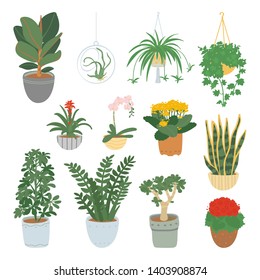 Houseplants collection isolated on white background. Home garden. Vector illustration in of hand-drawn flat