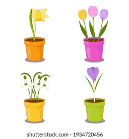 Houseplants collection of spring flowers in clay pots. Daffodil, tulip, snowdrop, crocus illustration.