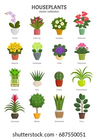 Houseplants collection. Vector illustration of most popular houseplants and flowers in multi-colored pots, such as Orchid, Calla Lily, Gardenia, Violet, Aloe and Cactus. Isolated on white.