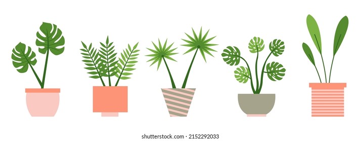 Houseplants in colorful pastel flower pots set. Urban jungle decor. For interior, botany, house decoration, web and app design. Palm, sansevieria, monstera, fern, unusual flower. Vector illustration