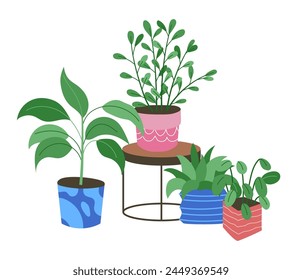 Composición de las plantas domésticas. Diferentes plantas exóticas verdes, suculentas y ficus. Coloridas ollas modernas. Concepto de floricultura y jardinería. Decoración casera. Ilustración aislada de estilo plano de dibujos animados de Vector