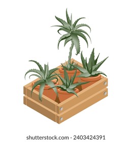 Houseplants in a decorative box. A set of aloe and agave in pots. Aloe in box icon. Green plants are isolated on a white background. 3D Isometric vector illustration.