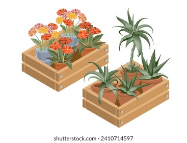 Hauspflanzen in einer dekorativen Kiste. Eine Reihe von Aloe, Agave und Gerberas in Töpfen. Aloe und Gerbera in Box Symbol. Hauspflanzen sind einzeln auf weißem Hintergrund. 3D-Isometrische Vektorgrafik.