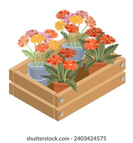 Hogares en una caja decorativa. Un conjunto de gerberas en baldes decorativos y ollas. Flores en el icono de la caja. Las flores claras están aisladas en un fondo blanco. Isometric vectorial de 3D.