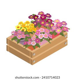 Houseplants in a decorative box. A set of Primrose in containers. Primroses in box icon. Home plants are isolated on a white background. 3D Isometric vector illustration.