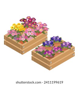 Houseplants in a decorative box. A set of Violets and Primroses in containers. Violets and Primroses in box icon. Home plants are isolated on a white background. 3D Isometric vector illustration.