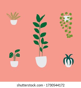 Houseplants in flowerpots: ficus, ivy, palm, succulent, fern.