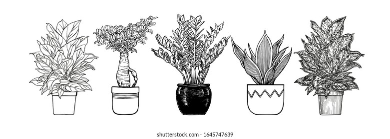 Houseplants in flowerpots. Vector hand drawn outlines, black and white sketch illustration isolated on white background. Design elements. Ecology concept.