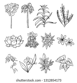 Houseplants and flowers set. Vector hand drawn outline sketch illustration isolated on white background
