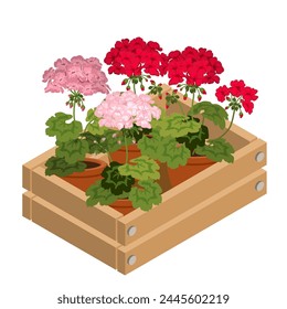 Houseplants Geranium in a decorative box. A set of red and pink geranium in pots. Flowers in box icon. Bright flowers pelargonium isolated on a white background. 3D Isometric vector illustration.