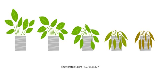 Houseplants in gray pots. Phases of wilting of plants, without care and watering. Flat image isolated on white background. Vector illustration.