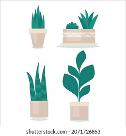 houseplants green garden pot nature