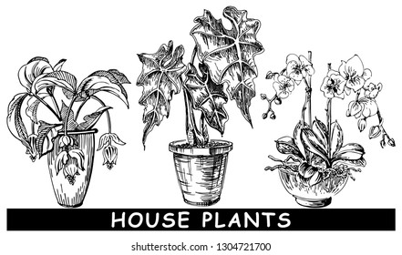 Houseplants Illustration. Vector isolate element. Set of drawing by hand.  
Alokaziya, Orchid, medinilla. 
