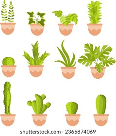 Houseplants. Indoor exotic plants and cacti. Plant for home and interior. Home plants in a flower pot. 
