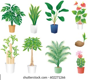 houseplants, isolated on the white background.