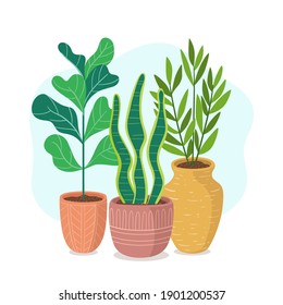 Houseplants with long stem. Cute green plants and pots composition.