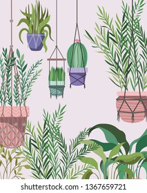 houseplants in macrame hangers
