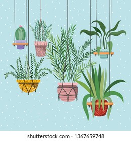 houseplants in macrame hangers