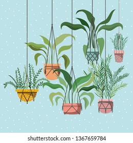 houseplants in macrame hangers