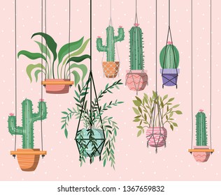 houseplants in macrame hangers