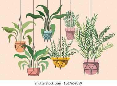 houseplants in macrame hangers