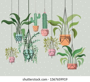 houseplants in macrame hangers
