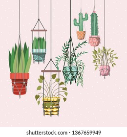 houseplants in macrame hangers