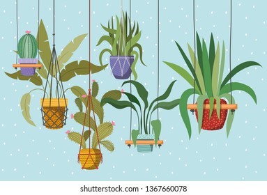 houseplants in macrame hangers