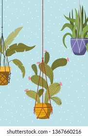houseplants in macrame hangers