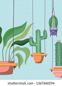 houseplants in macrame hangers