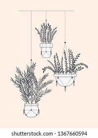 houseplants in macrame hangers