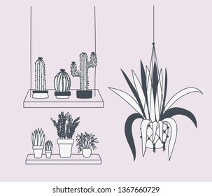 houseplants in macrame hangers and swing
