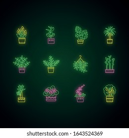 Houseplants neon light icons set. Indoor plants. Ficus, monstera, african violet, bamboo. Peace lily, pothos, parlor palm. Signs with outer glowing effect. Vector isolated RGB color illustrations