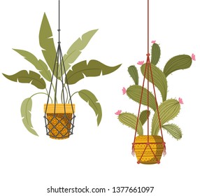 houseplants on macrame hangers icon