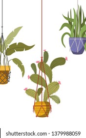 houseplants on macrame hangers icon