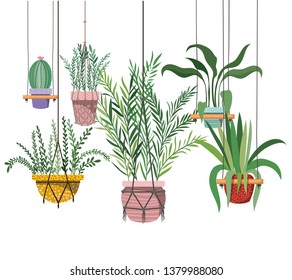 houseplants on macrame hangers icon