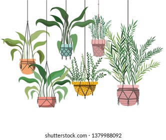 houseplants on macrame hangers icon