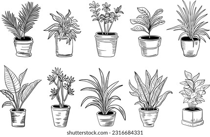 Houseplants. Plant hand drawing collection set, plant in pots. Indoor flowers with stems and leaves.