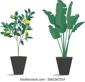 Houseplants in a pot for design