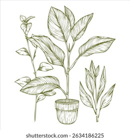 Houseplants In Pot Line Art Illustration Set