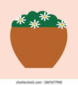 Houseplants in pots. Plants with flowers