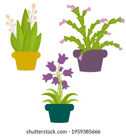 Houseplants in pots. A set of three different flowers