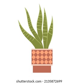 Houseplants Sansevieria in a pot with a pattern. Green houseplants for room and office decor. Element of home decor. Flat vector illustration isolated on white background.