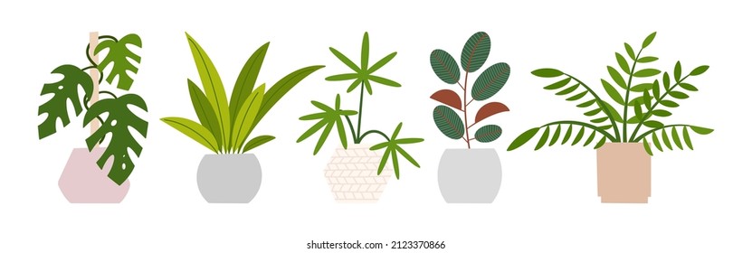 Hogares en macetas de flores. Plantas de follaje de mano plana para la moderna ilustración de la decoración de oficina o casa. Flor verde dulce para el jardín de la selva urbana.