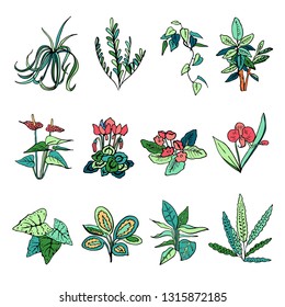 Houseplants set. Vector hand drawn color outline sketch illustration isolated on white background